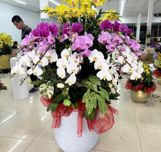 Lan Hồ Điệp Hỗn Hợp