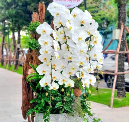 Lan Hồ Điệp Trắng