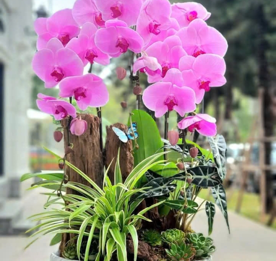 Lan Hồ Điệp Tím