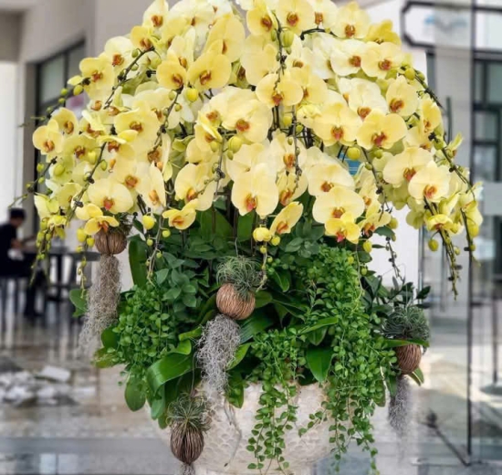 Lan Hồ Điệp Vàng