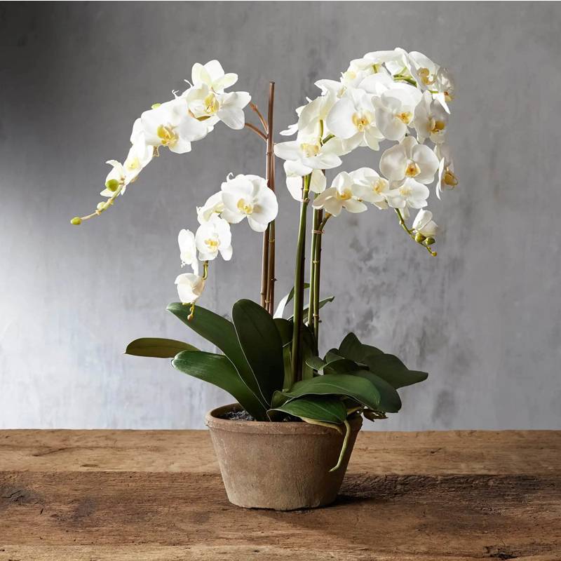 HOA TƯƠI MAI TRINH