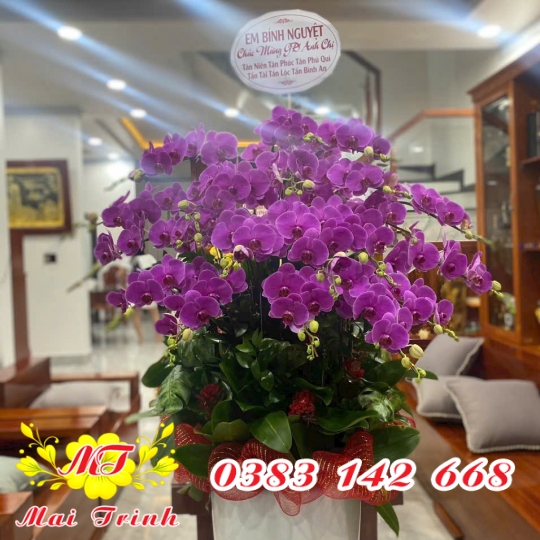 Lan Hồ Điệp Tím