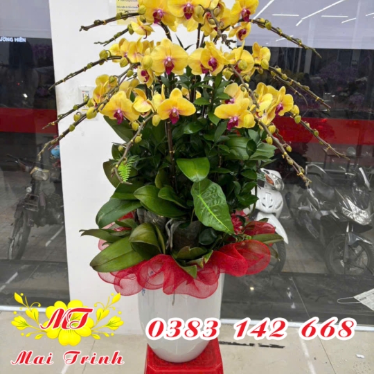 Lan Hồ Điệp Vàng