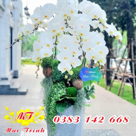 Lan Hồ Điệp Trắng