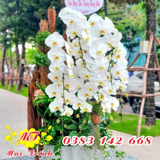 Lan Hồ Điệp Trắng