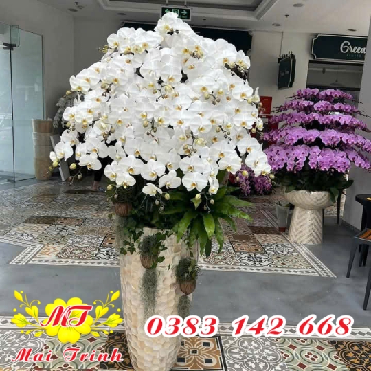 Lan Hồ Điệp Trắng