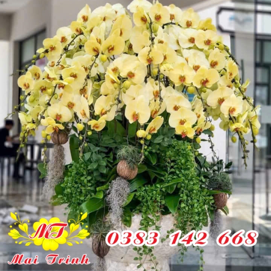 Lan Hồ Điệp Vàng