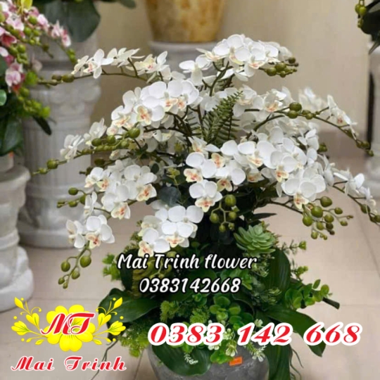 Lan Hồ Điệp Trắng