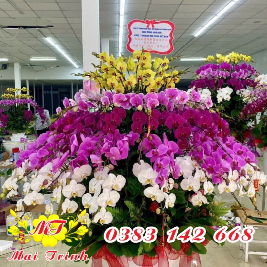 Lan Hồ Điệp Hỗn Hợp